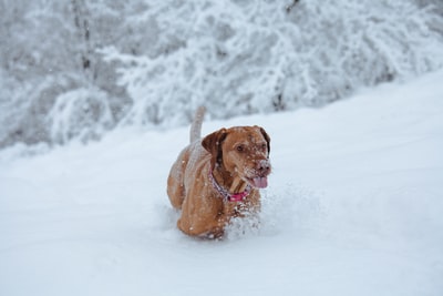 棕褐色的狗玩雪
